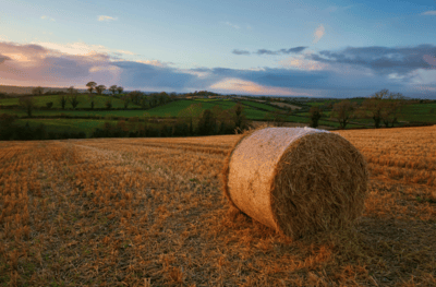 Diamond Valley real estate featuring mountain views and charming residential streets